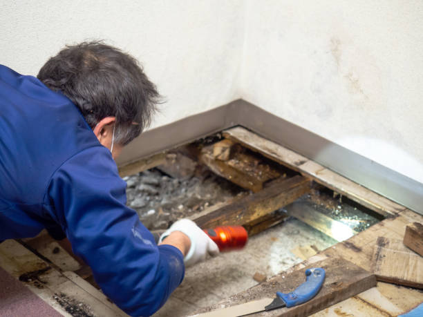 Best Post-Flood Mold Remediation in Goldens Bridge, NY