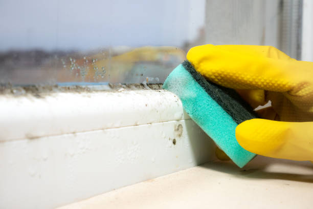 Best White Mold Remediation in Goldens Bridge, NY