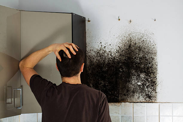 Best Commercial Mold Remediation in Goldens Bridge, NY